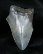 / Inch Partial Megalodon Tooth #1375-1